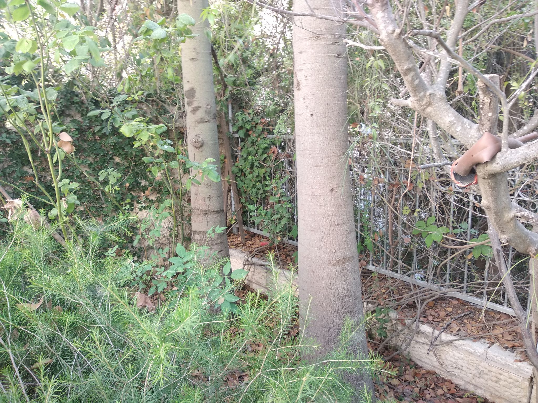 מהסמארטפון שלי